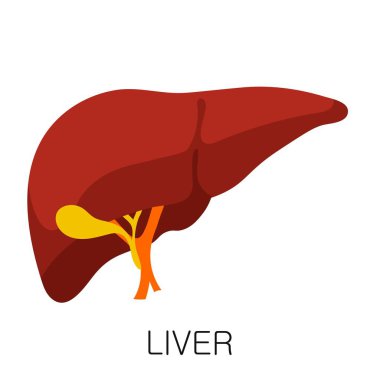 Beyaz arkaplanda izole edilmiş karaciğer simgesi. İnsan anatomisi tıbbi organ vektörü