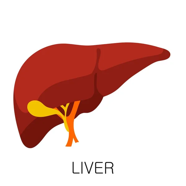 Ícone de fígado em estilo plano isolado no fundo branco. Anatomia humana vetor de órgãos médicos —  Vetores de Stock