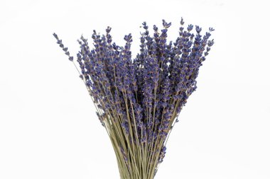 Beyaz arkaplanda lavanta bitkisinin yakın çekimi