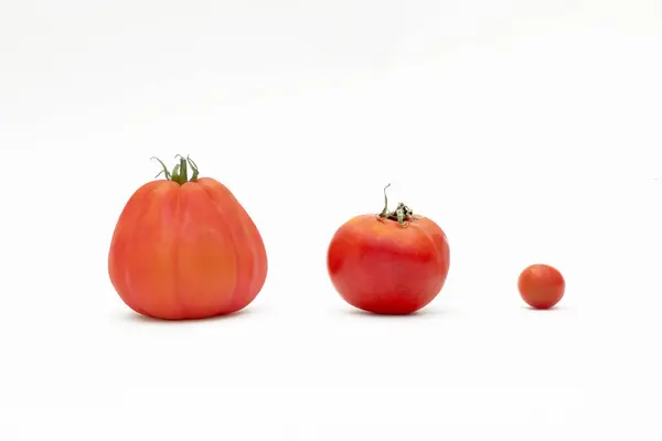 Espécies Tomate Sobre Fundo Branco — Fotografia de Stock