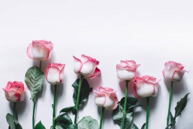 Beyaz arka planda pembe gül buketi. Yakın çekim, üst görünüm