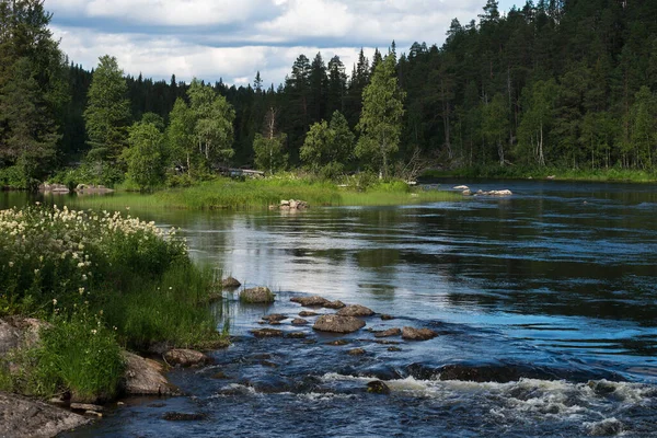 Tipik Kuzey Karelian ve İskandinav vahşi doğası. Orman nehri, ağaçlar, çiçekler ve taşlar. Sahilde yeşil çimenler, mavi sularda taşlar olan kartpostal manzarası. 