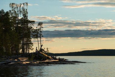 Kuzey gölünde beyaz bir gece. Orman gölü manzaralı gece manzarası. Ormanın üzerinde gün batımını, kökleri ve kökleri sakin sularda olan siluetleri. Dinlenmek ve balık tutmak için İskandinavya 'yı ziyaret edin