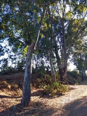 Okaliptüs türleri yazın toprak ve kum yolunda yeşil dalları olan ağaçlardır.