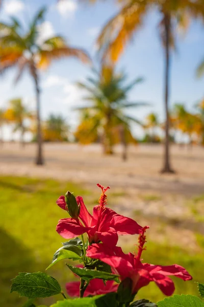 red flower and palm trees