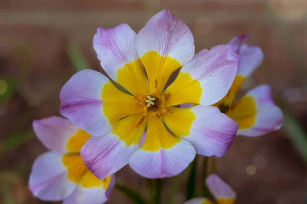 Leylak Sarı Renkli Tulipa Saxatilis Güzel Vahşi Lale Çiçeği — Stok fotoğraf