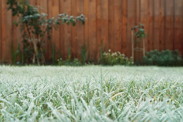 Frostiges Gras Garten Winter Wintergras Morgen Frost Auf Der Wiese — Stockfoto
