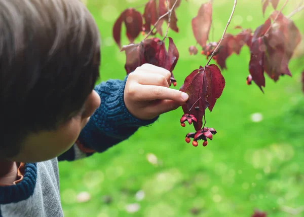 Accent Sélectif Kidholding Éperviers Sauve Avec Des Mini Bêtes Grimpant — Photo