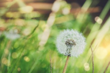 Yumuşak odaklı Karahindiba tohumu filizlenme zamanı çim tarlalarında. Doğal ve güneş ışığı arkaplanının bulanık görüntüsüyle yabani çiçekler açıyor. Sabah konseptinde taze doğa.