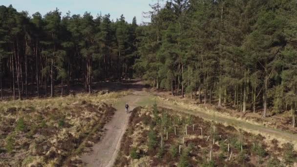 Drone Footage Person Mountain Biking Empty Country Track Forest Sunny — Stock Video