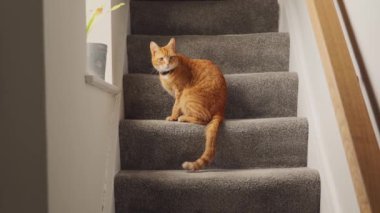 Güzel bir kızıl tekir kedi, pencerenin yakınındaki merdivende oturdu.
