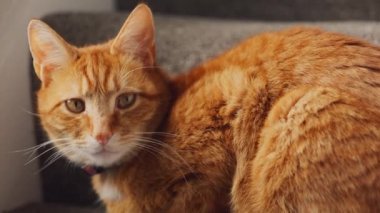 Güzel bir kızıl tekir kedi, pencerenin yakınındaki merdivende oturdu.