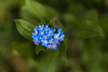 Mavi bir demet makro çekim Unut beni Çiçek değil