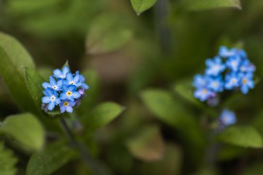 Mavi bir demet makro çekim Unut beni Çiçek değil
