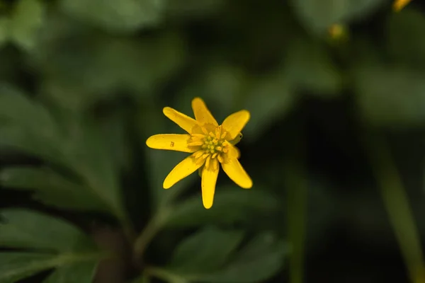 Liten Gul Blomma Nära Håll Naturen — Stockfoto