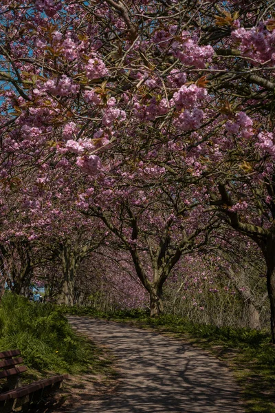 Egy Gyönyörű Cseresznyefa Egy Helyi Parkban Egy Napsütéses Napon — Stock Fotó