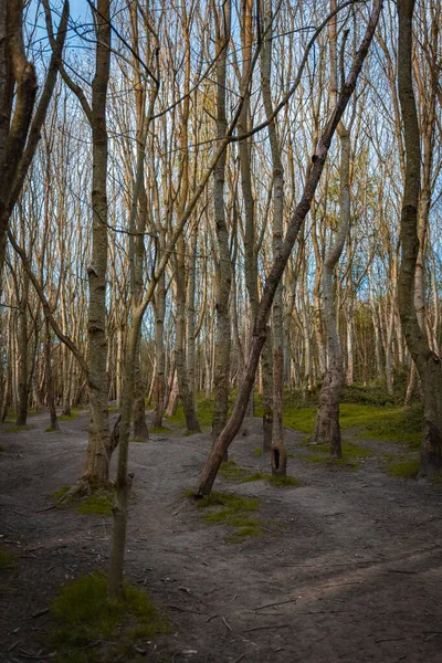 Een Dicht Bosgebied Met Hoge Dunne Bomen Het Zonlicht Dat — Stockfoto