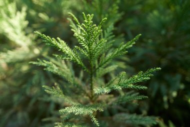 Ormandaki bir bitkinin yeşil dalı                               