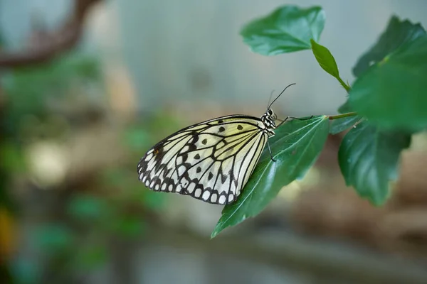 Bruine Vlinder Zitten Een Bloem — Stockfoto