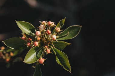 Bahar tomurcukları bir elma dalında çiçek açar.