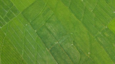 Nanggulan, Kulonprogo, Yogyakarta 'daki büyük çeltik tarlalarının manzarası harika.