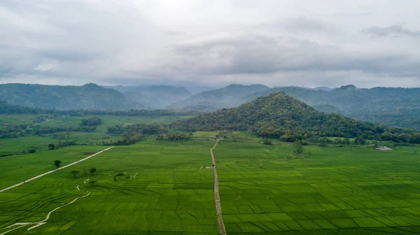 Excelente Vista Dos Grandes Campos Arroz Nanggulan Kulonprogo Yogyakarta — Fotografia de Stock