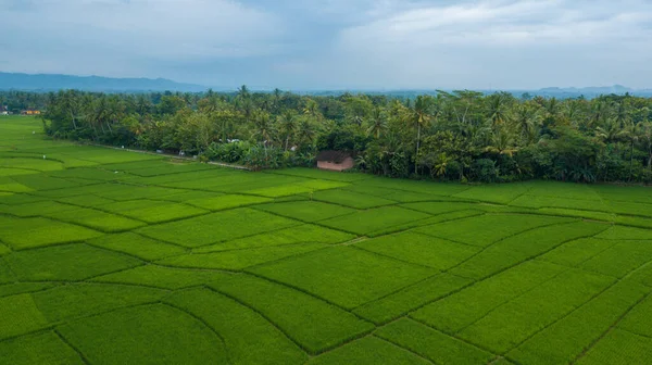 Excelente Vista Dos Grandes Campos Arroz Nanggulan Kulonprogo Yogyakarta — Fotografia de Stock