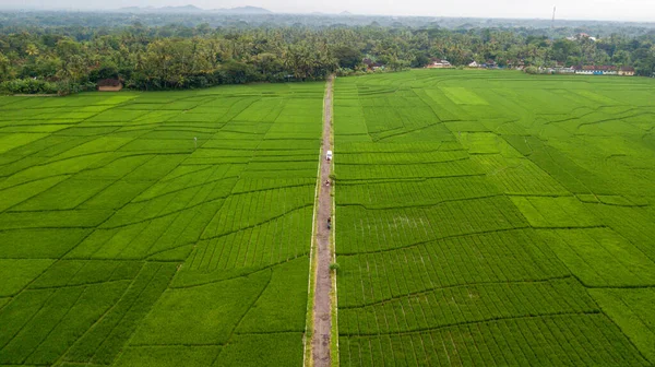 Nanggulan, Kulonprogo, Yogyakarta 'daki büyük çeltik tarlalarının manzarası harika.
