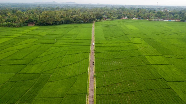 Upeat Näkymät Suurille Riisipelloille Nanggulanissa Kulonprogossa Yogyakartassa kuvapankkikuva