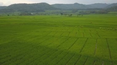 Nanggulan, Kulonprogo, Yogyakarta, Endonezya 'daki büyük çeltik tarlalarının manzarası harika.