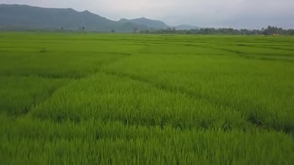 Excelente Vista Dos Grandes Campos Arroz Paddy Nanggulan Kulonprogo Yogyakarta — Vídeo de Stock