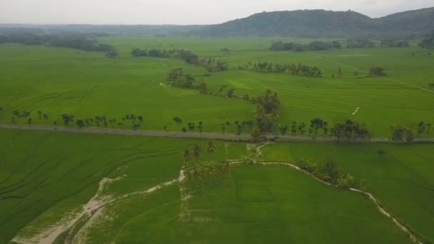 Great View Large Rice Paddy Fields Nanggulan Kulonprogo Yogyakarta Indonesia — Stock Video