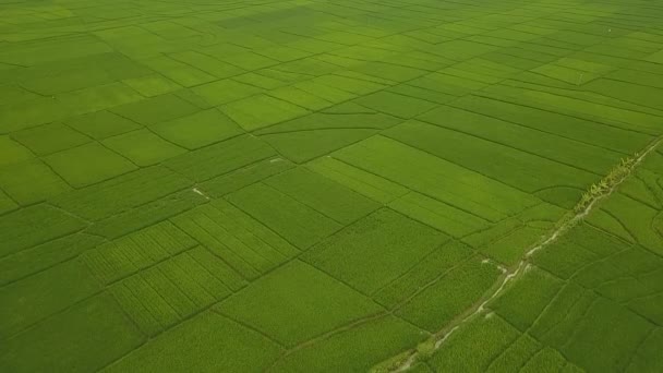 Gran Vista Los Grandes Arrozales Nanggulan Kulonprogo Yogyakarta Indonesia — Vídeos de Stock