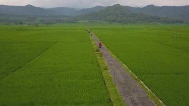 Nanggulan, Kulonprogo, Yogyakarta, Endonezya 'daki büyük çeltik tarlalarının manzarası harika.