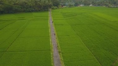 Nanggulan, Kulonprogo, Yogyakarta, Endonezya 'daki büyük çeltik tarlalarının manzarası harika.