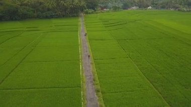 Nanggulan, Kulonprogo, Yogyakarta, Endonezya 'daki büyük çeltik tarlalarının manzarası harika.
