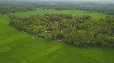 Nanggulan, Kulonprogo, Yogyakarta, Endonezya 'daki büyük çeltik tarlalarının manzarası harika.