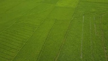 Nanggulan, Kulonprogo, Yogyakarta, Endonezya 'daki büyük çeltik tarlalarının manzarası harika.