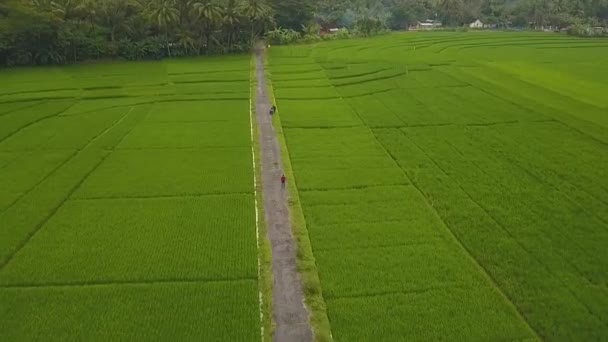 Great View Large Rice Paddy Fields Nanggulan Kulonprogo Джокьякарта Индонезия — стоковое видео