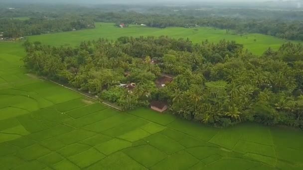 Gran Vista Los Grandes Arrozales Nanggulan Kulonprogo Yogyakarta Indonesia — Vídeo de stock