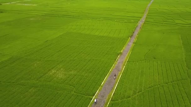 Tolle Aussicht Auf Die Großen Reisfelder Nanggulan Kulonprogo Yogyakarta Indonesien — Stockvideo