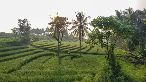 Vacker Utsikt Över Swales Gröna Risfält Nanggulan Kulonprogo Yogyakarta Som — Stockfoto