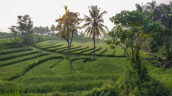 Bela Vista Campos Arroz Verde Swales Nanggulan Kulonprogo Yogyakarta Como — Fotografia de Stock