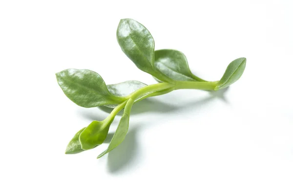 Bir sürü lezzetli ve besleyici Andrographis paniklemiş.