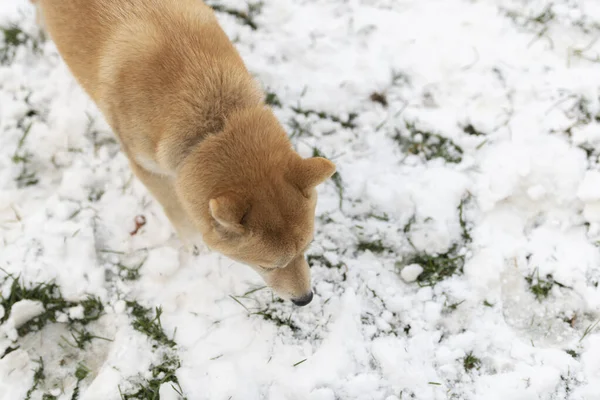 Pies Chai Bawiący Się Śniegu — Zdjęcie stockowe