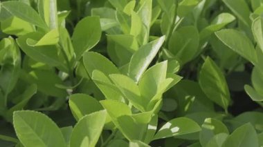 Rüzgar yeşil yapraklar savurur