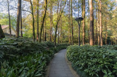 Hangzhou Ormanı Batı Gölü