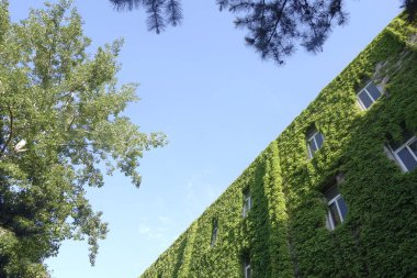 Dağ kaplanlarından bir duvar