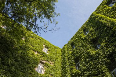 Dağ kaplanlarından bir duvar