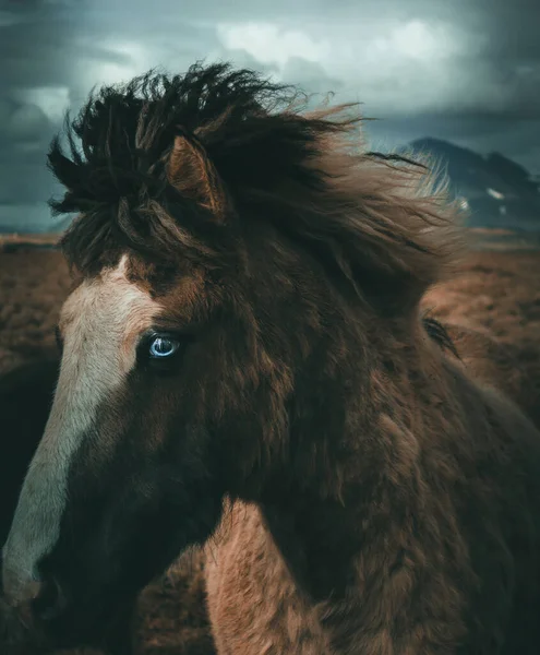 Портрет Ісландських Коней Блакитним Оком — стокове фото